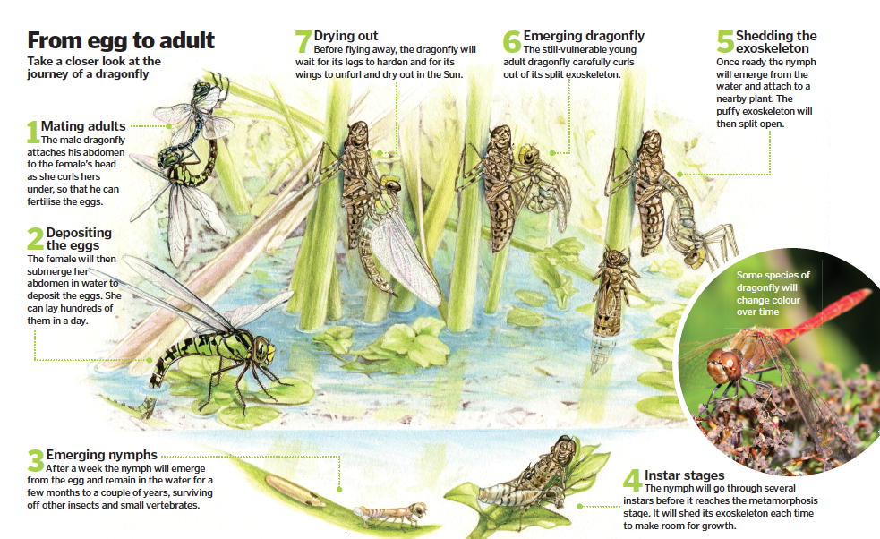 Dragonfly Life Cycle damselfly-life-cycle