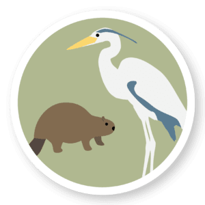 Heron and beaver
