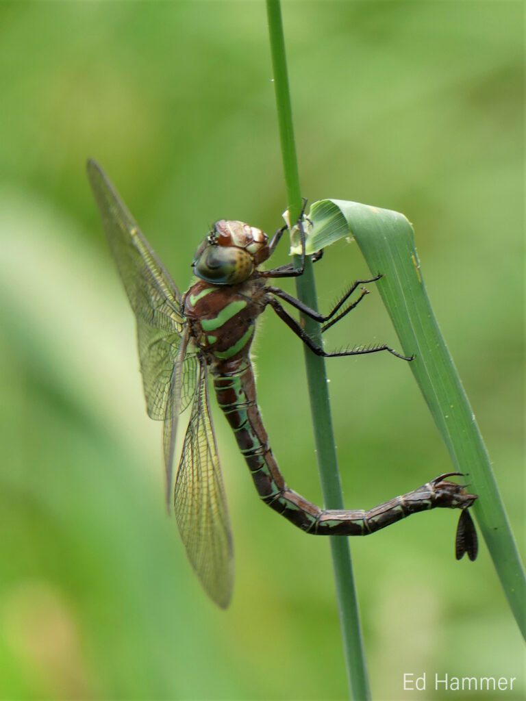 Swamp darner dragonfly