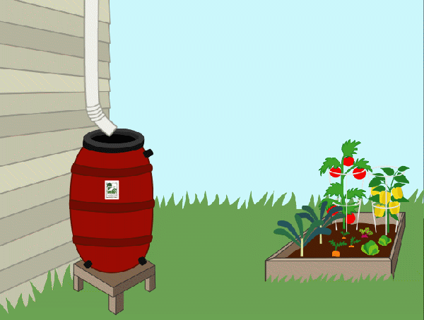 Animation of rain barrel filling up with rain water